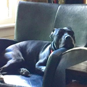 Meet your Posher, Steven